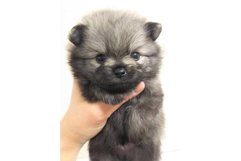 成約済の千葉県のポメラニアン-90611の3枚目